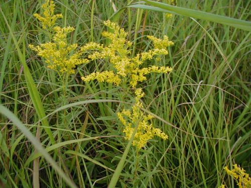 Gray Goldenrod (Solidago nemoralis)