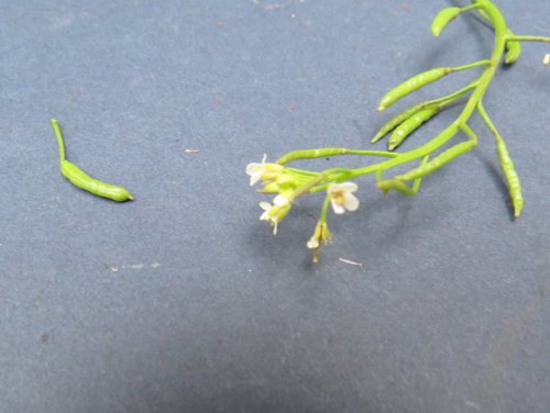 Common Watercress (Nasturtium officinale)