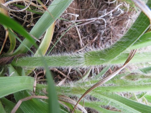 Tharp's Spiderwort (Tradescantia tharpii)