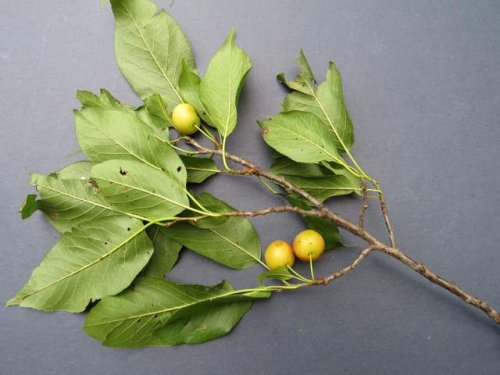 Hortulan Plum (Prunus hortulana)