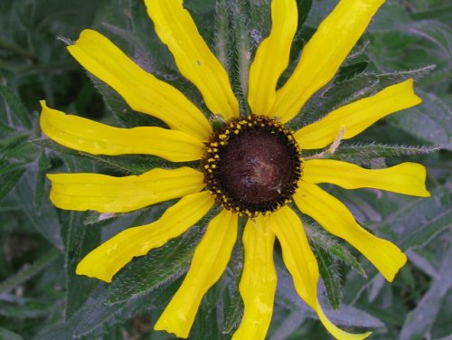 Black Eyed Susan (Rudbeckia hirta)