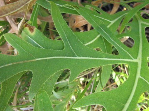 Compass Plant (Silphium laciniatum)