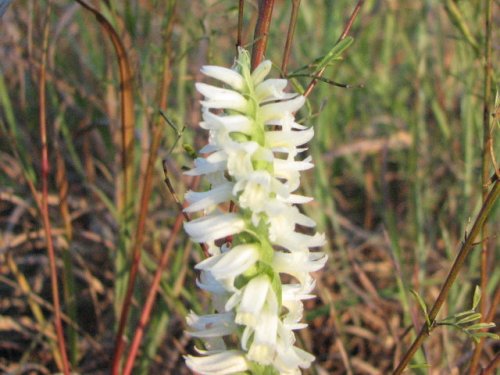 Great Plains Lady's Tresses (Spiranthes magnicamporum)