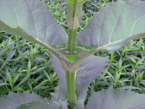 Cup Plant (Silphium perfoliatum)