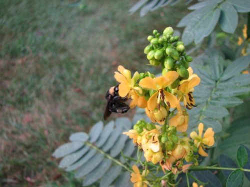 Maryland Senna (Cassia marilandica)