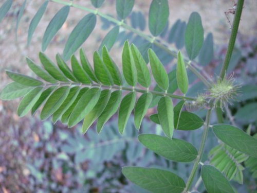 Canada Milkvetch (Astragalus canadensis)