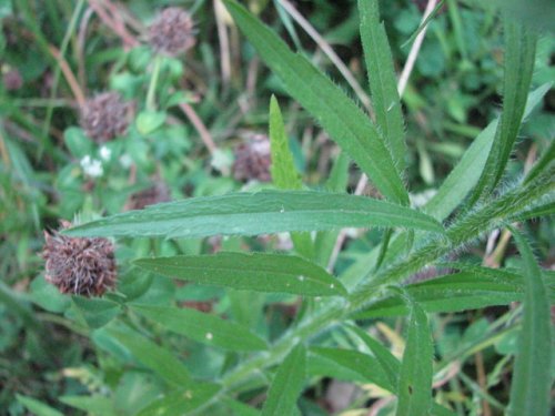 Tall Horseweed (Conyza canadensis)