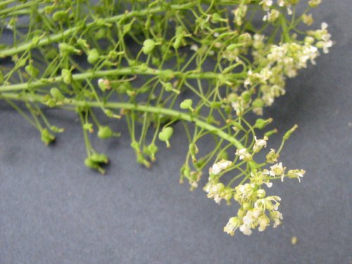 Whitetop (Lepidium draba)