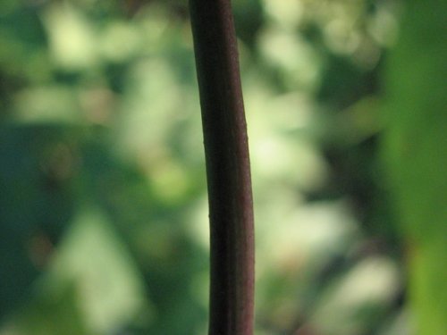 Bigroot morning glory (Ipomoea pandurata)