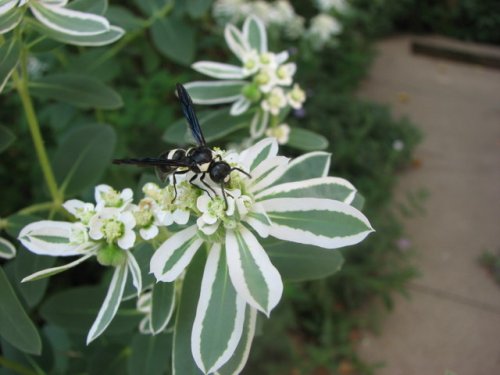 Snow on the Mountain (Euphorbia marginata)