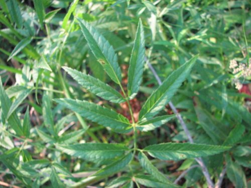 Water Hemlock (Cicuta maculata)