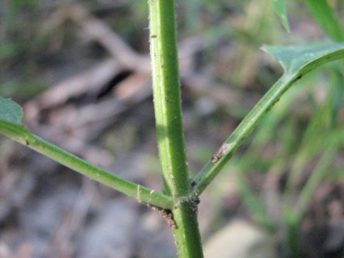 Slenderleaf Betony (Stachys tenuifolia)