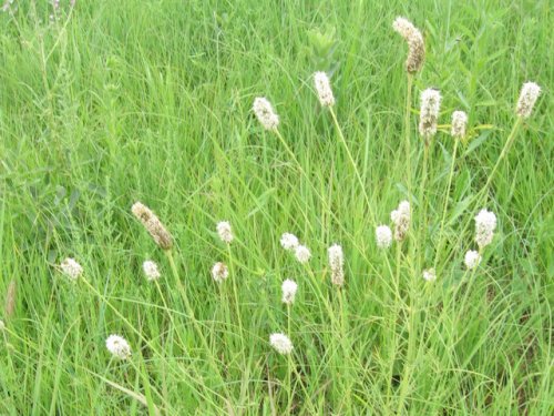 white prairie clover (Dalea candida)