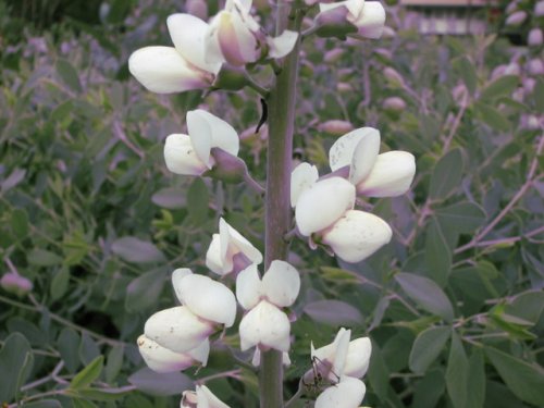 White Wild Indigo (Baptisia alba)