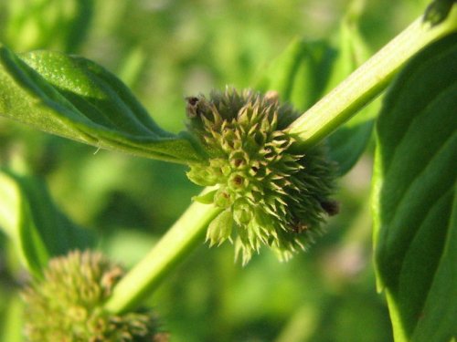 Field Mint (Mentha arvensis)