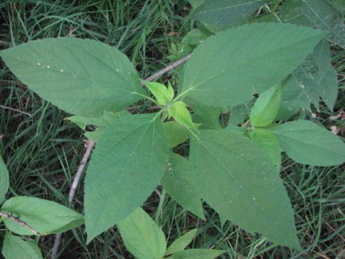 Giant Ragweed (Ambrosia trifida)