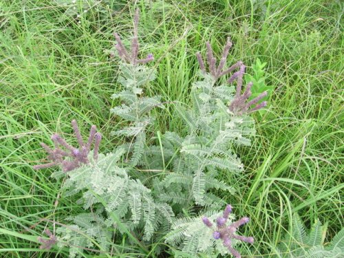 Lead Plant (Amorpha canescens)