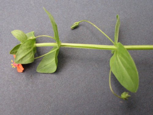 Scarlet Pimpernel (Anagallis arvensis)