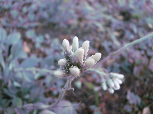 Plantain-leaf pussytoes (Antennaria plantaginifolia)