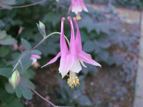 Red Columbine (Aquilegia canadensis)