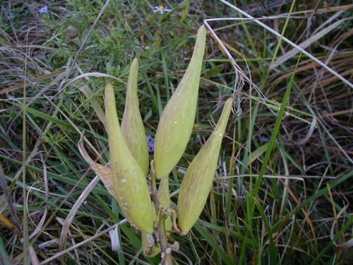 Tall Green Milkweed (Asclepias hirtella)