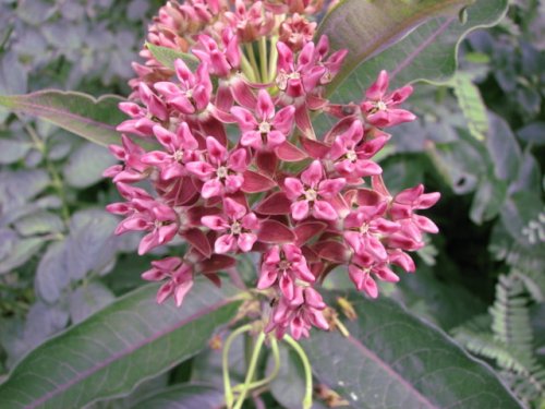 Purple Milkweed (Asclepias purpurascens)