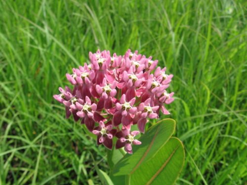 Smooth Milkweed (Asclepias sullivantii)