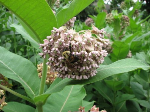 Common Milkweed (Asclepias syriaca)