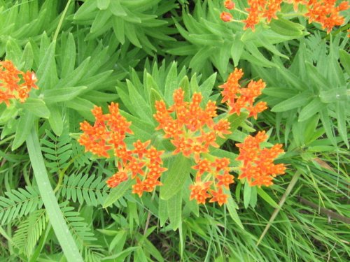 Butterfly Milkweed (Asclepias tuberosa)