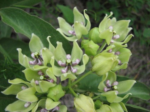Green Antelopehorn (Asclepias viridis)