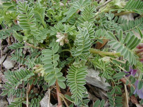 Ground Plum Milkvetch (Astragalus crassicarpus)