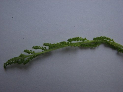 Rattlesnake Fern (Botrychium virginianum)