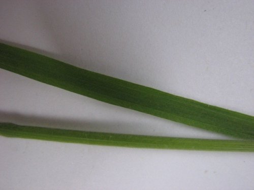 Japanese Brome (Bromus japonicus)