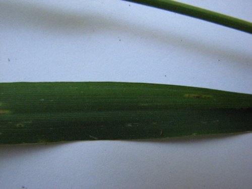 Canada Brome (Bromus pubescens)