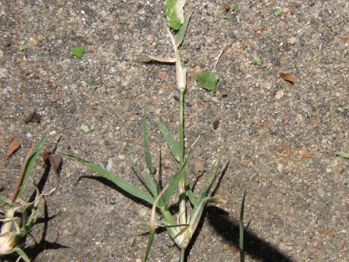 Buffalo Grass (Buchloe dactyloides)