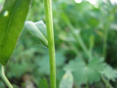 Corn Gromwell (Lithospermum arvense)