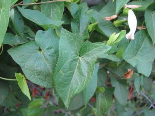 Common Hedge Bindweed (Calystegia sepium)