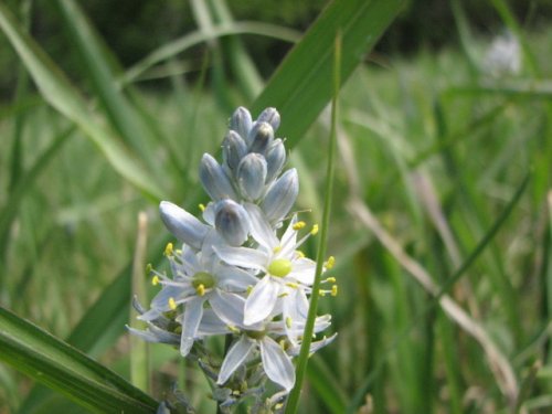 Wild Hyacinth (Camassia angusta)