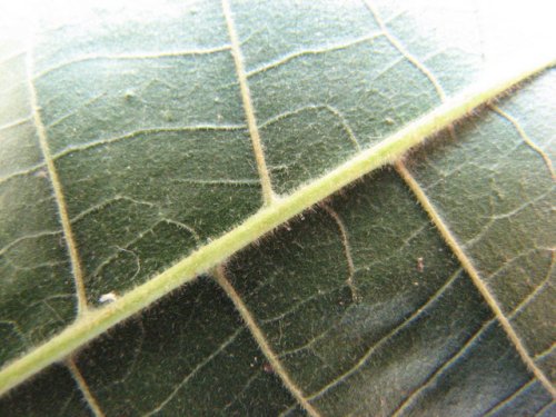 Shellbark Hickory (Carya laciniosa)