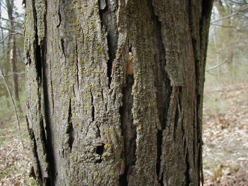 Shagbark Hickory (Carya ovata)