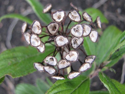 Inland New Jersey Tea (Ceanothus herbaceus)