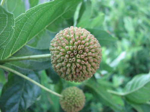 Buttonbush (Cephalanthus occidentalis)