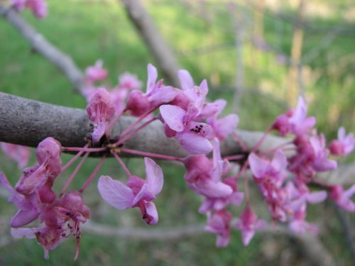 Redbud (Cercis canadensis)