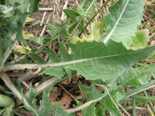 Chicory (Cichorium intybus)