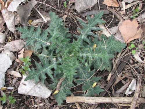 Bull Thistle (Cirsium vulgare)