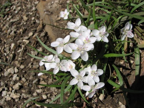 Spring Beauty (Claytonia virginica)