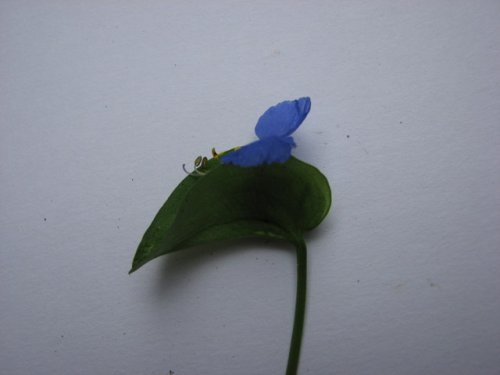 Asiatic Dayflower (Commelina communis)