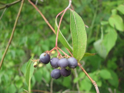 Swamp Dogwood (Cornus amomum)