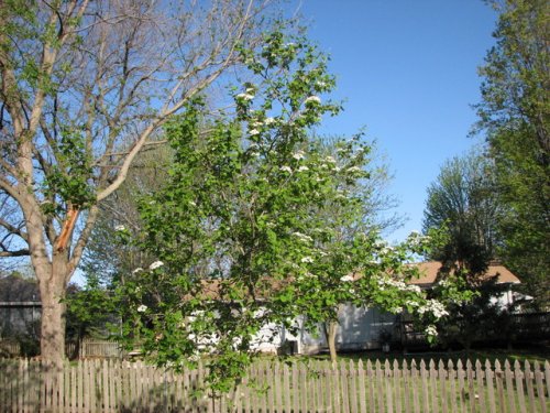 Downy Hawthorn (Crataegus mollis)