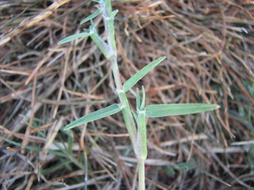 Bermuda Grass (Cynodon dactylon)